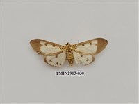 藏品(夜蛾7)的圖片